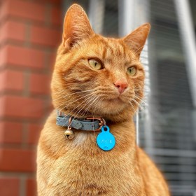 Ginger cat looking at birds playing on the lawn behind the camera