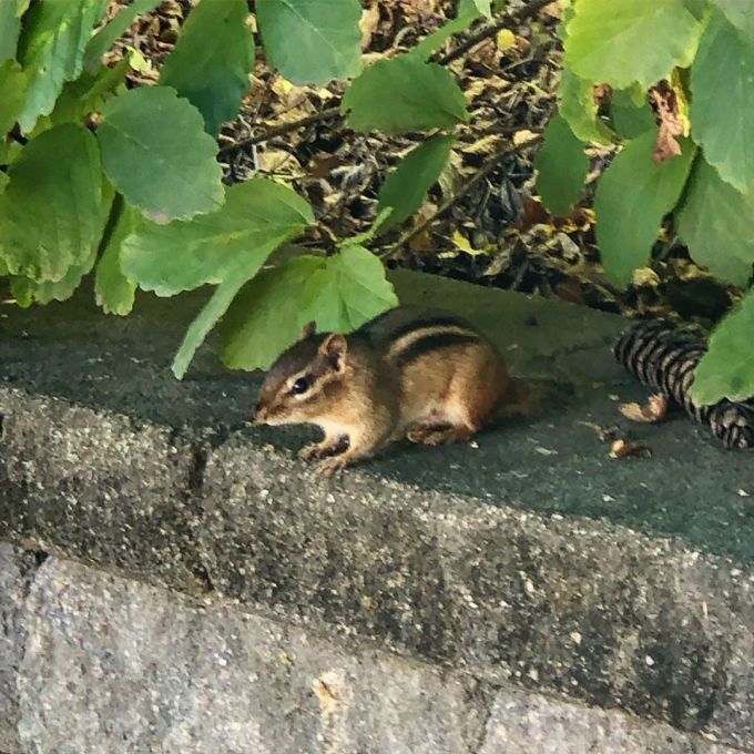 Chipmunk sitting on a brick fence under leafy bush