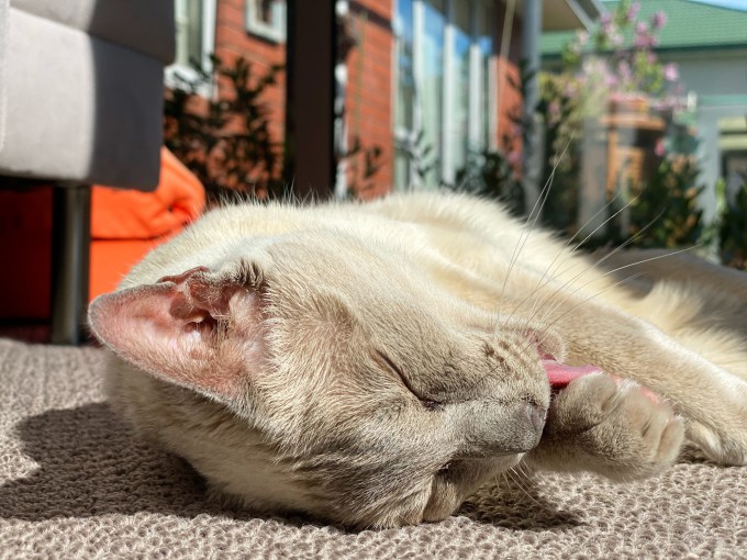 Lilac point Tonkinese cat cleaning her paw while lying in the sunshine