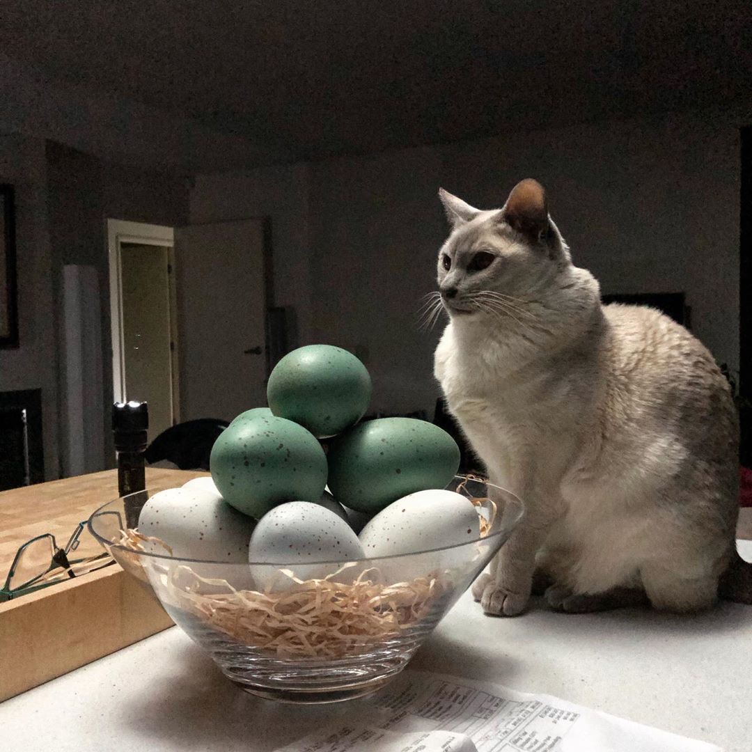 Lilac point Tonkinese cat illuminated by a flashlight shining upwards