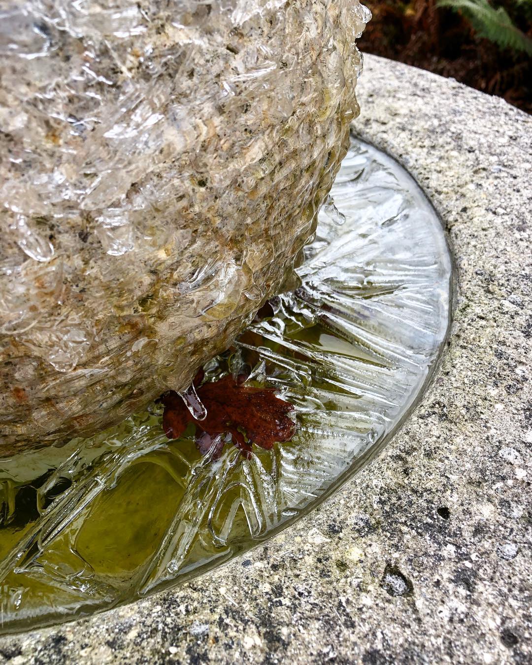 A rusty-colored red oak leaf is stuck in the frozen water in the water fountain