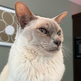 Lilac point Tonkinese cat looking pensive off-camera