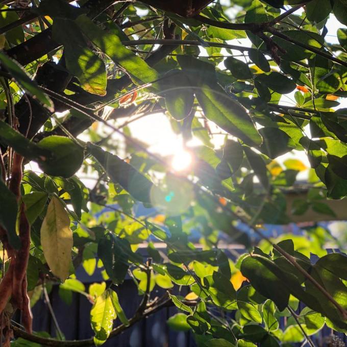Sunlight shining between branches full of green leaves