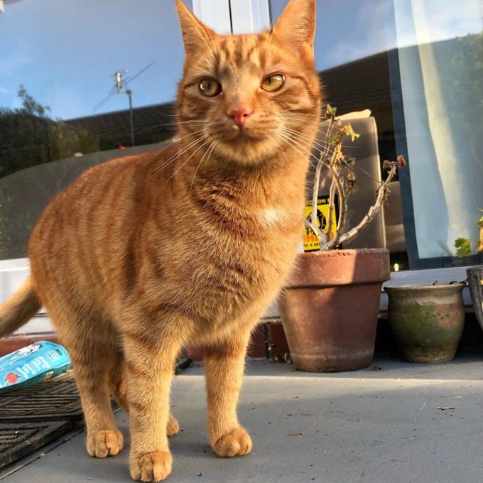 Jack the ginger cat standing and looking at the camera with a bag of treats on the ground behind him