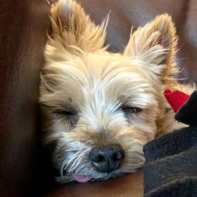 Tuffy the Sydney Silky dog asleep with his tongue sticking out slightly