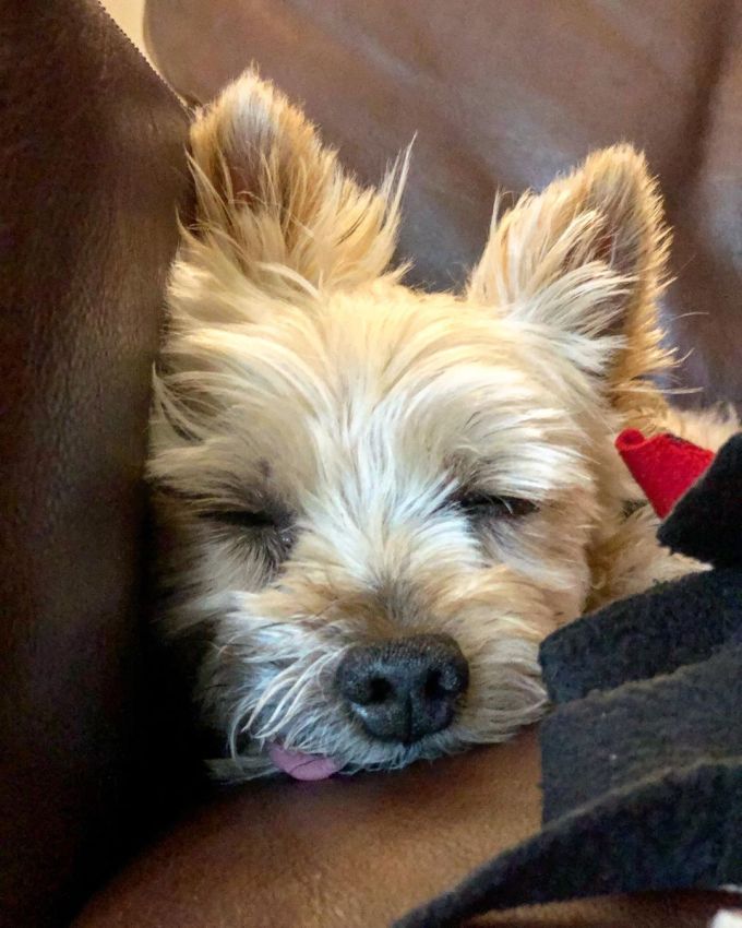 Tuffy the Sydney Silky dog asleep with his tongue sticking out slightly