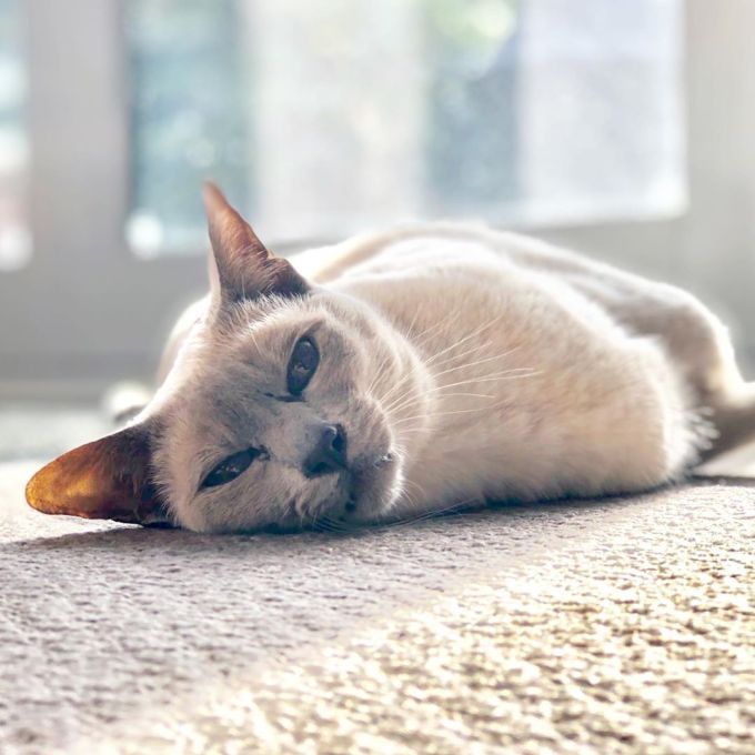 Sissy the lilac-point Tonkinese cat lying on the carpet in the sunshine looking lovingly at the camera