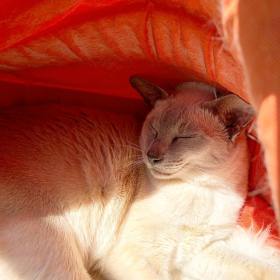 Sissy the lilac-point Tonkinese cat asleep happily in her orange igloo