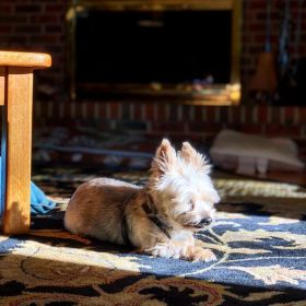 Sydney Silky dog lying down in a shaft of warm morning sunlight on a navy blue and gold rug in a darker room