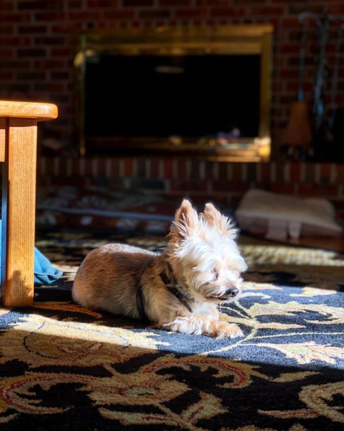 Sydney Silky dog lying down in a shaft of warm morning sunlight on a navy blue and gold rug in a darker room