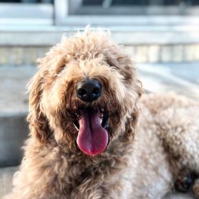 Tan labradoodle dog panting