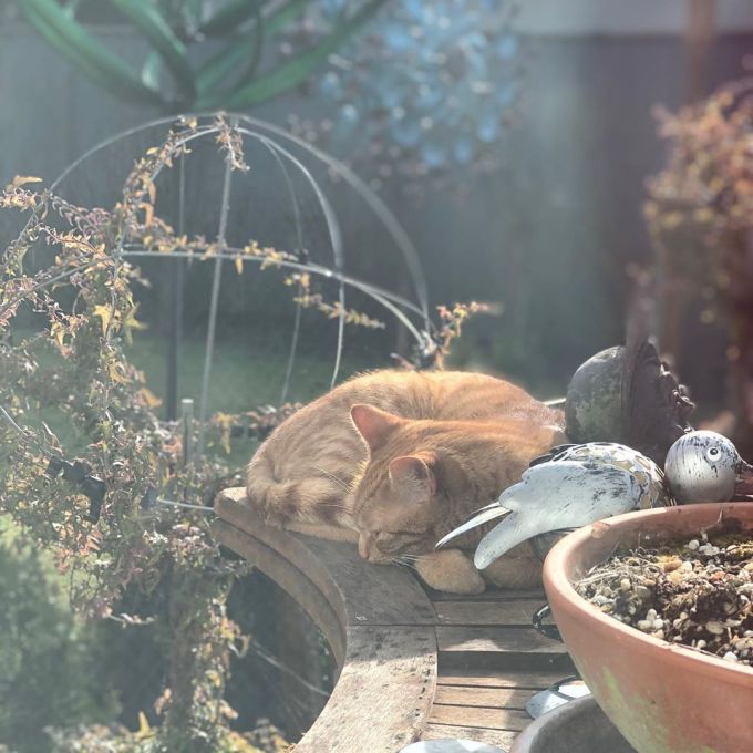 Jack the ginger cat sleeping on a wooden outdoor bar amongst small statues and pots and greenery