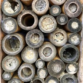 Bee hatchery with various tubes facing outwards so bees can create safe spaces inside for baby bees