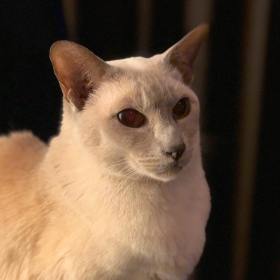 Sissy the lilac-point tonkinese cat watching her humans play a card game