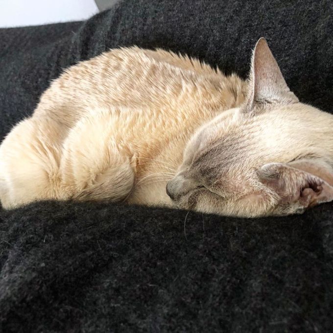 Sissy the lilac-point tonkinese cat asleep on a black wool blanket
