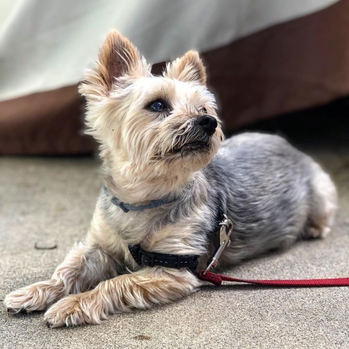 Tuffy the Sydney Silky dog looking to the side while lying on the ground