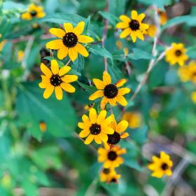 Black-Eyed Susan flowers with green leaves behind them