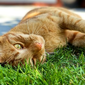Jack the ginger cat is rolling over onto his back in the green grass