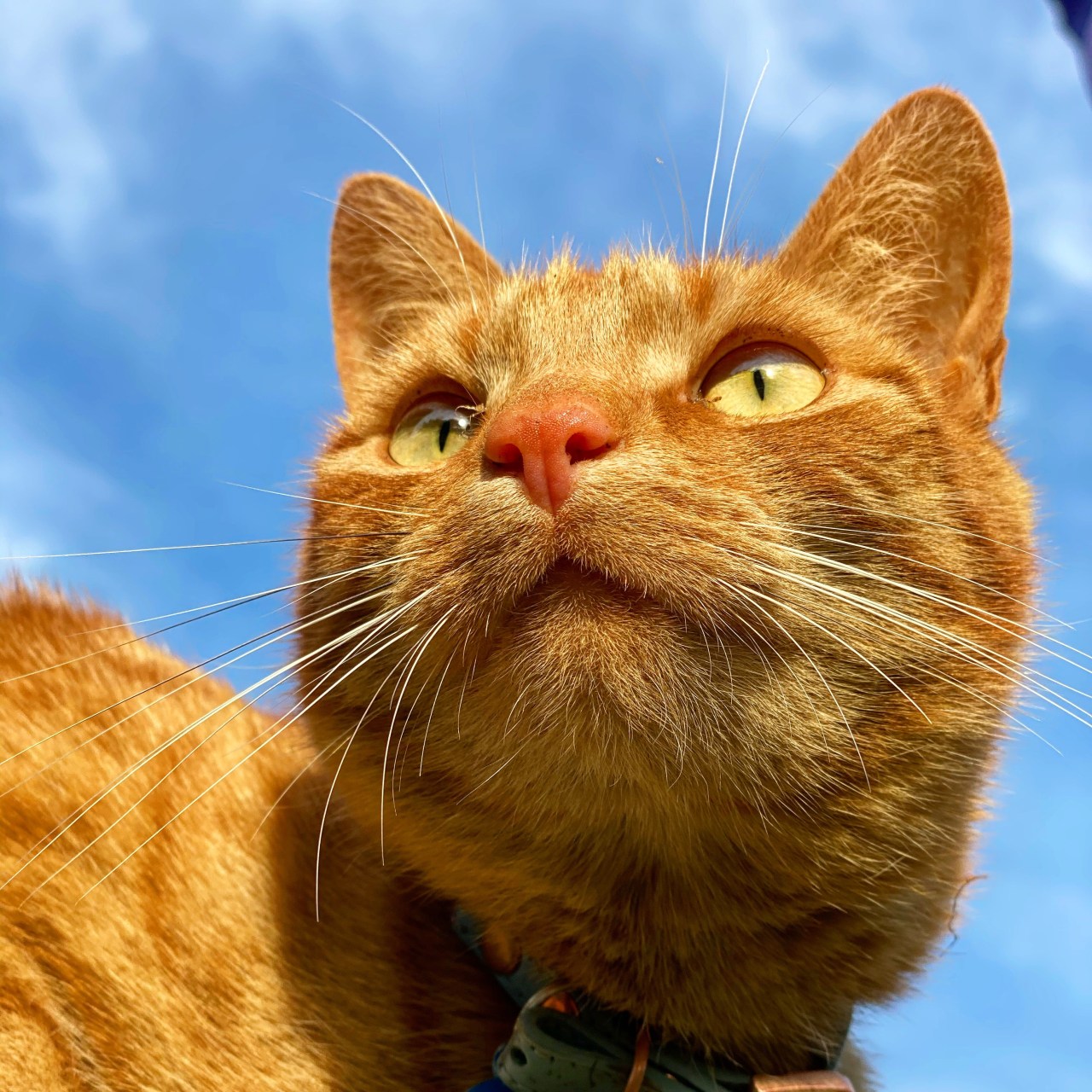 Jack the ginger cat looking into the distance with a blue sky behind him