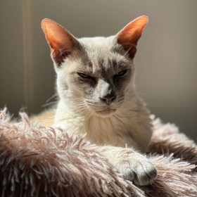 Sissy the lilac Tonkinese cat lying in her bed looking pensive as the sun casts shadows on her face