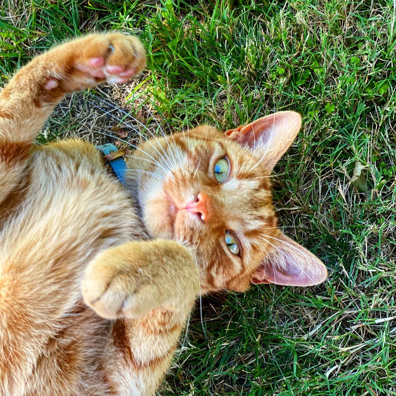 Jack the ginger cat is on his back on the green grass, rolling around and looking at the camera, on a hot summer's day
