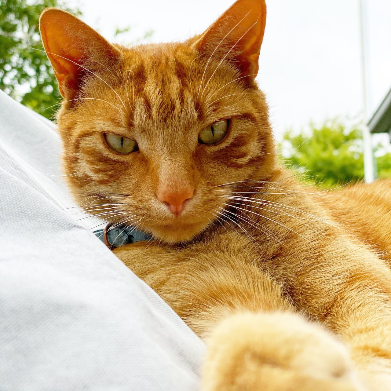 Jack the ginger cat "pointing" at the camera