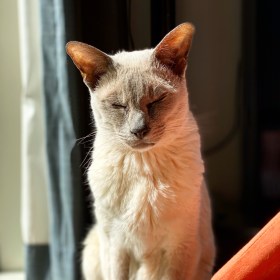 Lilac point Tonkinese cat named Sissy enjoys the summer sunshine with her eyes closed and a smile on her face