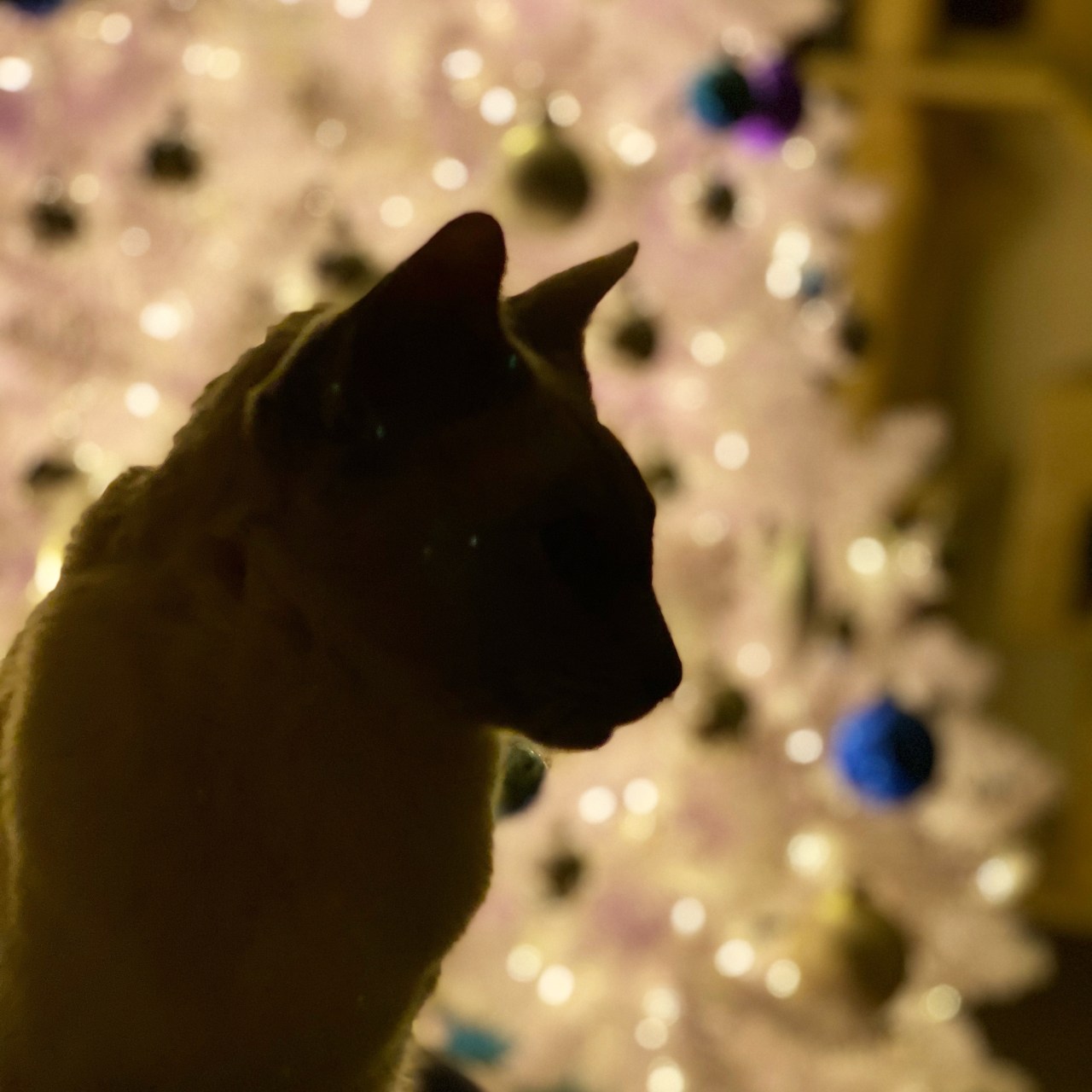 Silhouette of Sissy, a lilac point Tonkinese cat, with a white illuminated Christmas tree behind her