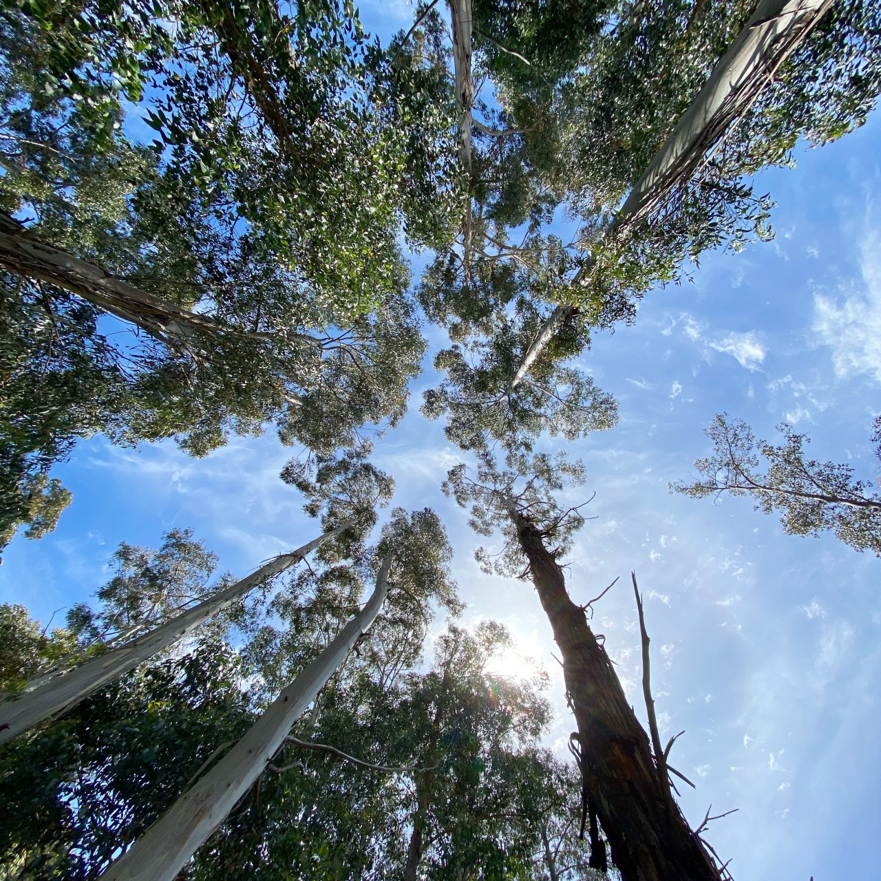 Large trees pointing upwards towards the light blue sky with the sun peeking behind some of the tree tops in the outer circle