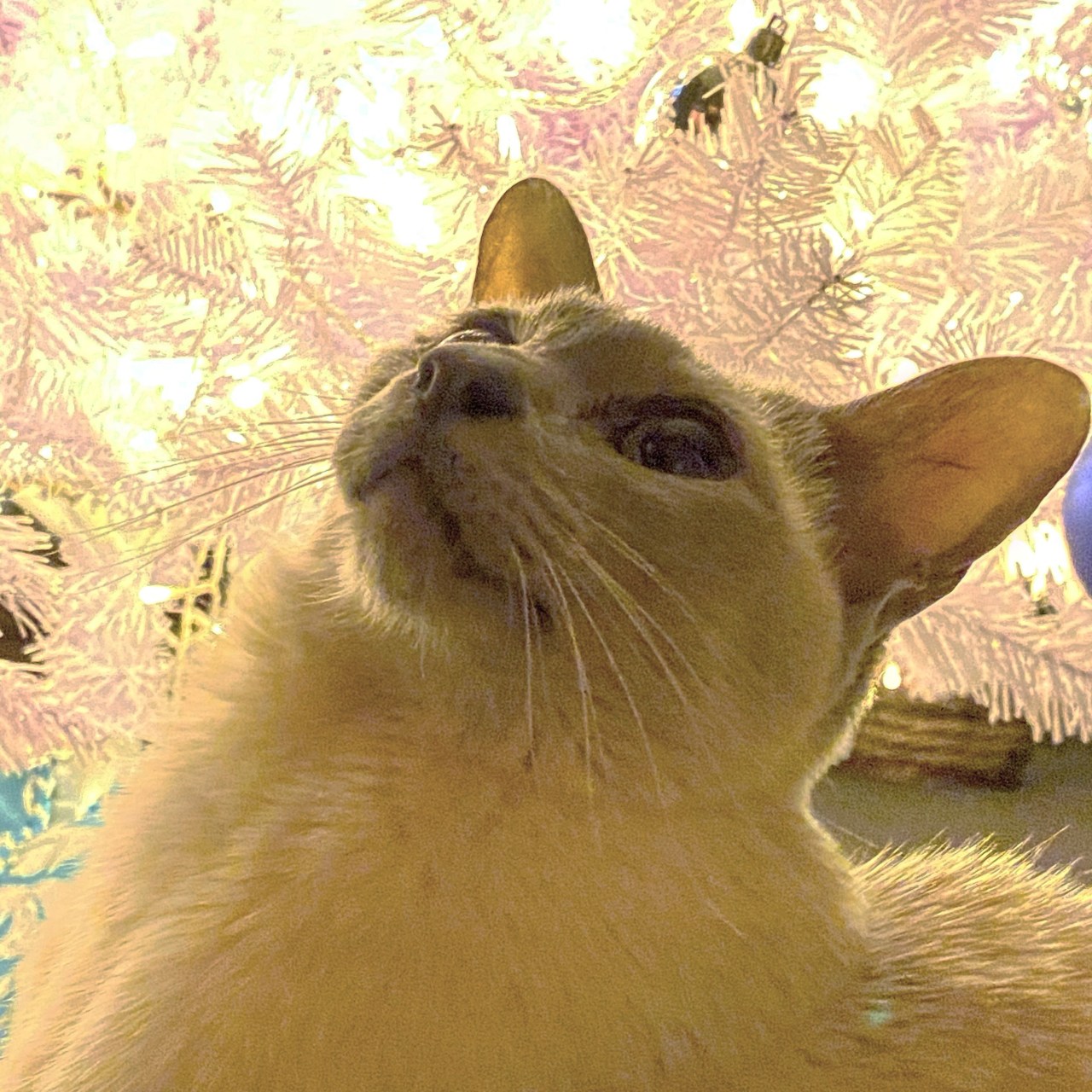 Sissy the lilac point Tonkinese cat is looking up with an illuminated white Christmas tree behind her