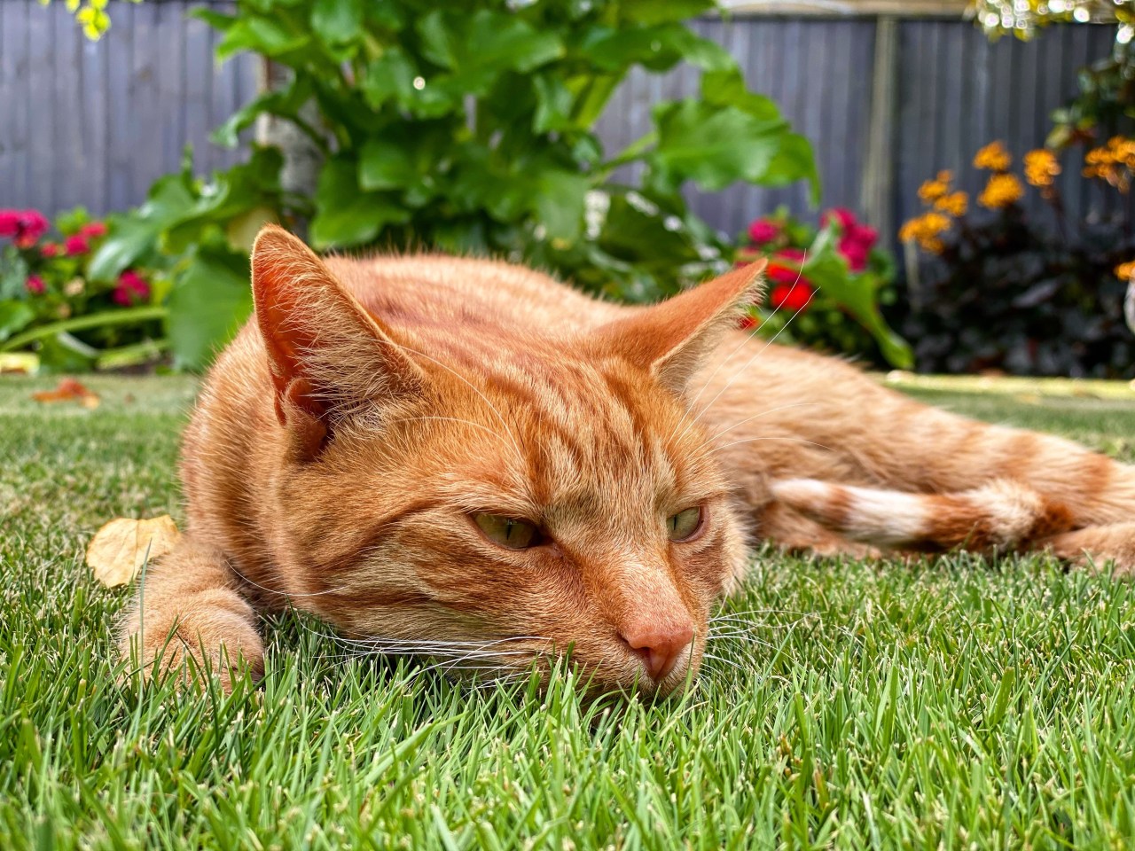 Ginger cat named Jack lying flat on the cool green grass on a hot summer day