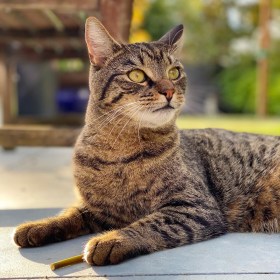 Ginny the cat lying on the patio with a stick and the summer sunlight shining behind her