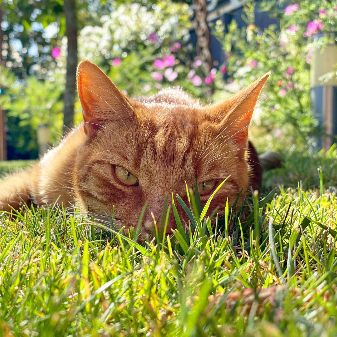 Jack the ginger cat is looking at the camera as he is lying down flat on the green grass with summer flowers in bloom behind him