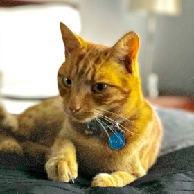 Jack the ginger cat looks very comfortable lying on our bed