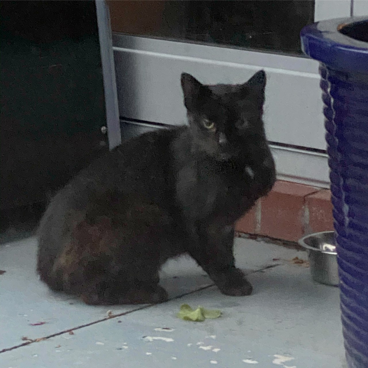 A black kitten sitting near the food bowl we gave it