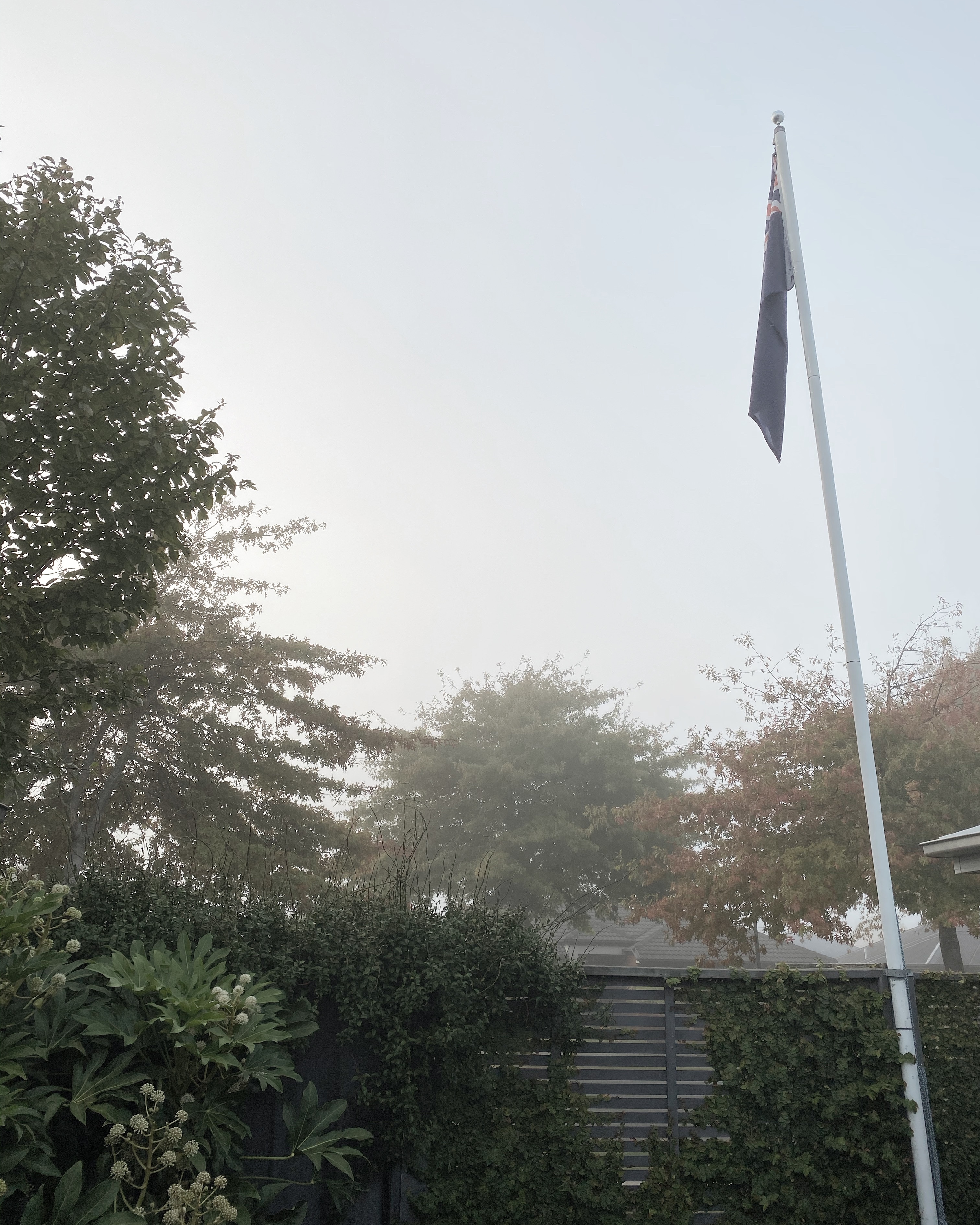 Oak trees and flag pole with New Zealand flag on it slightly obscured by fog on an autumn morning