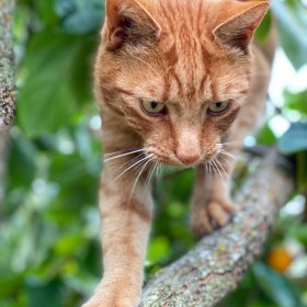 Jack the ginger cat stands on a branch in the persimmon tree with ripe fruit behind him