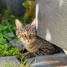 Ginny the tabby cat, lying on the garden next to the concrete curbing and the planter box on the patio