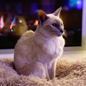 Sissy the lilac point Tonkinese cat sitting in front of the new fireplace