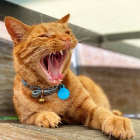 Jack the ginger cat yawns as he sits on a patio chair tucked under the patio table