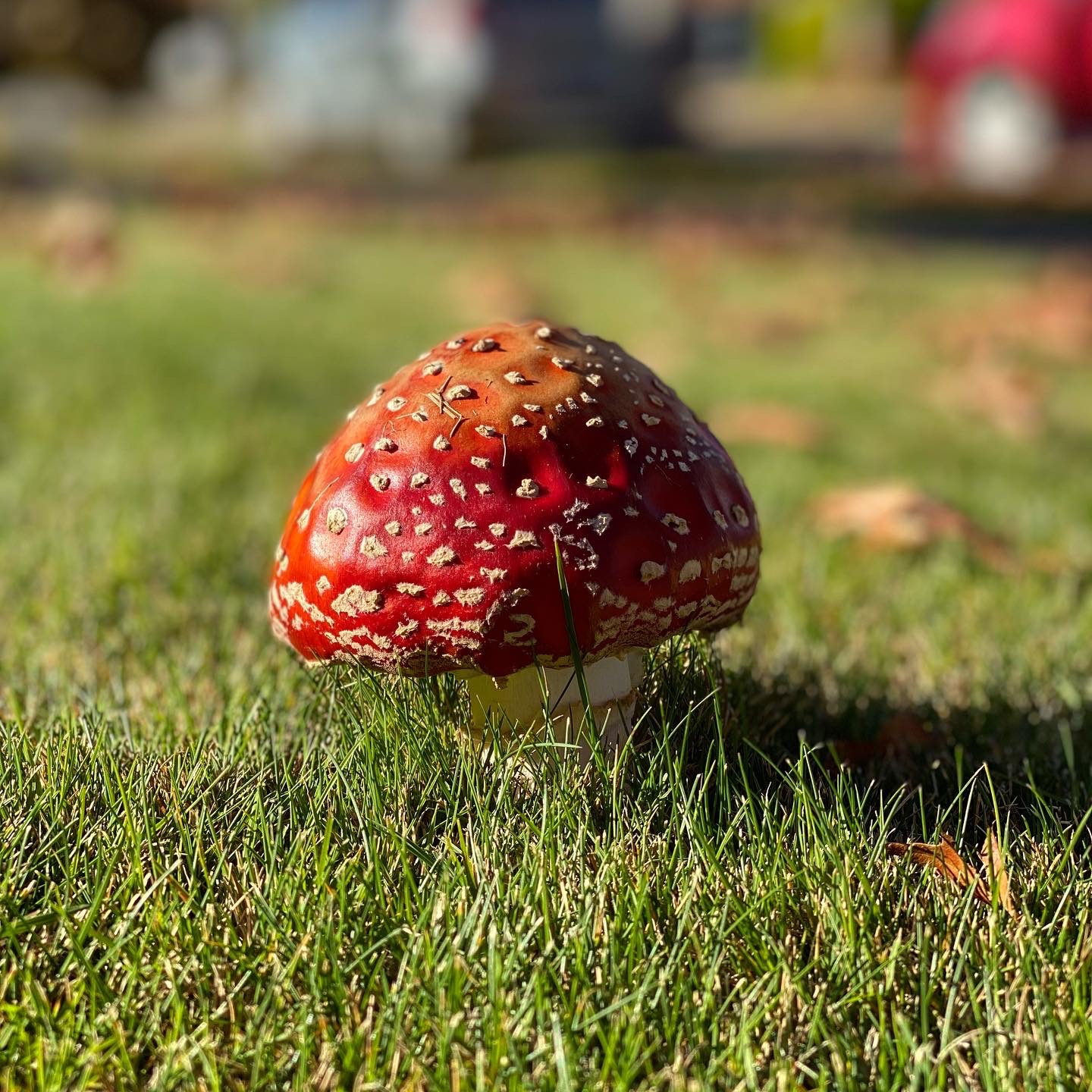 Red toadstool bundled up, sun shining on it, grass butting up against it