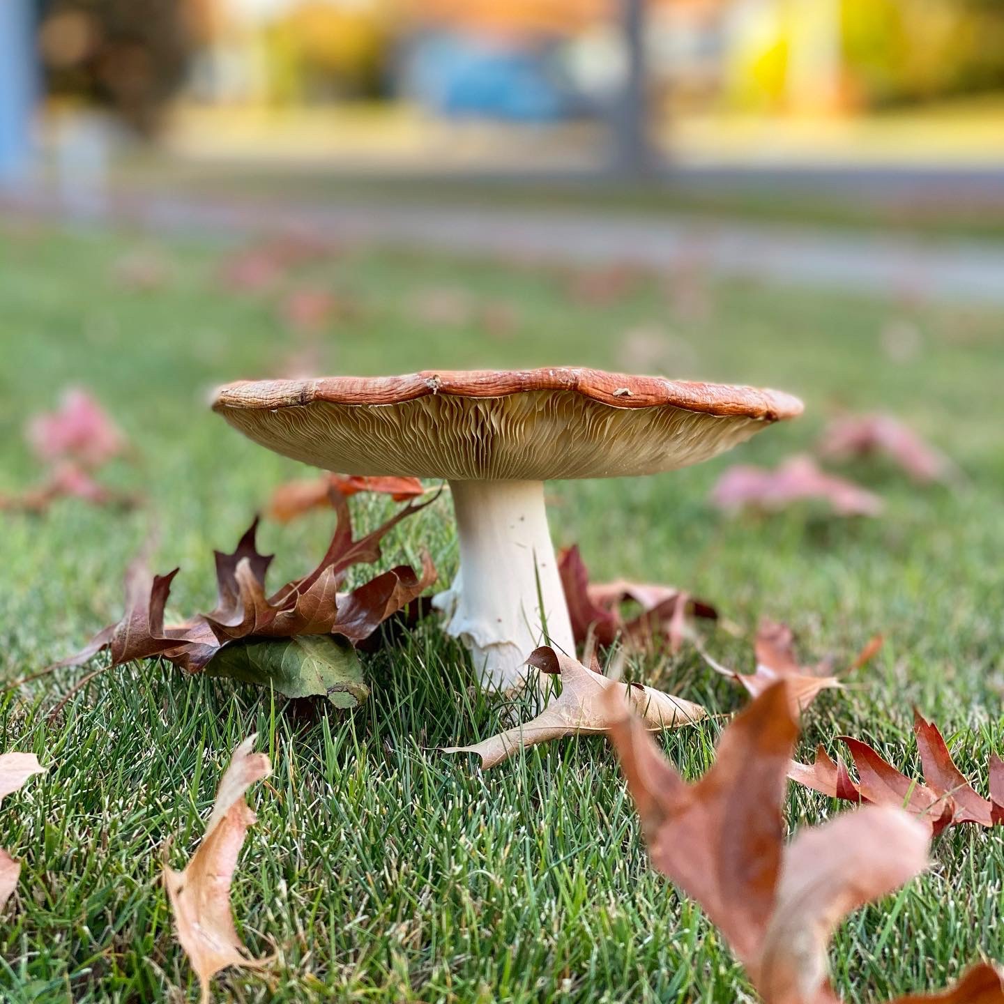 Red toadstool completely open with gills showing underneath. Brown leaves on the green grass around it