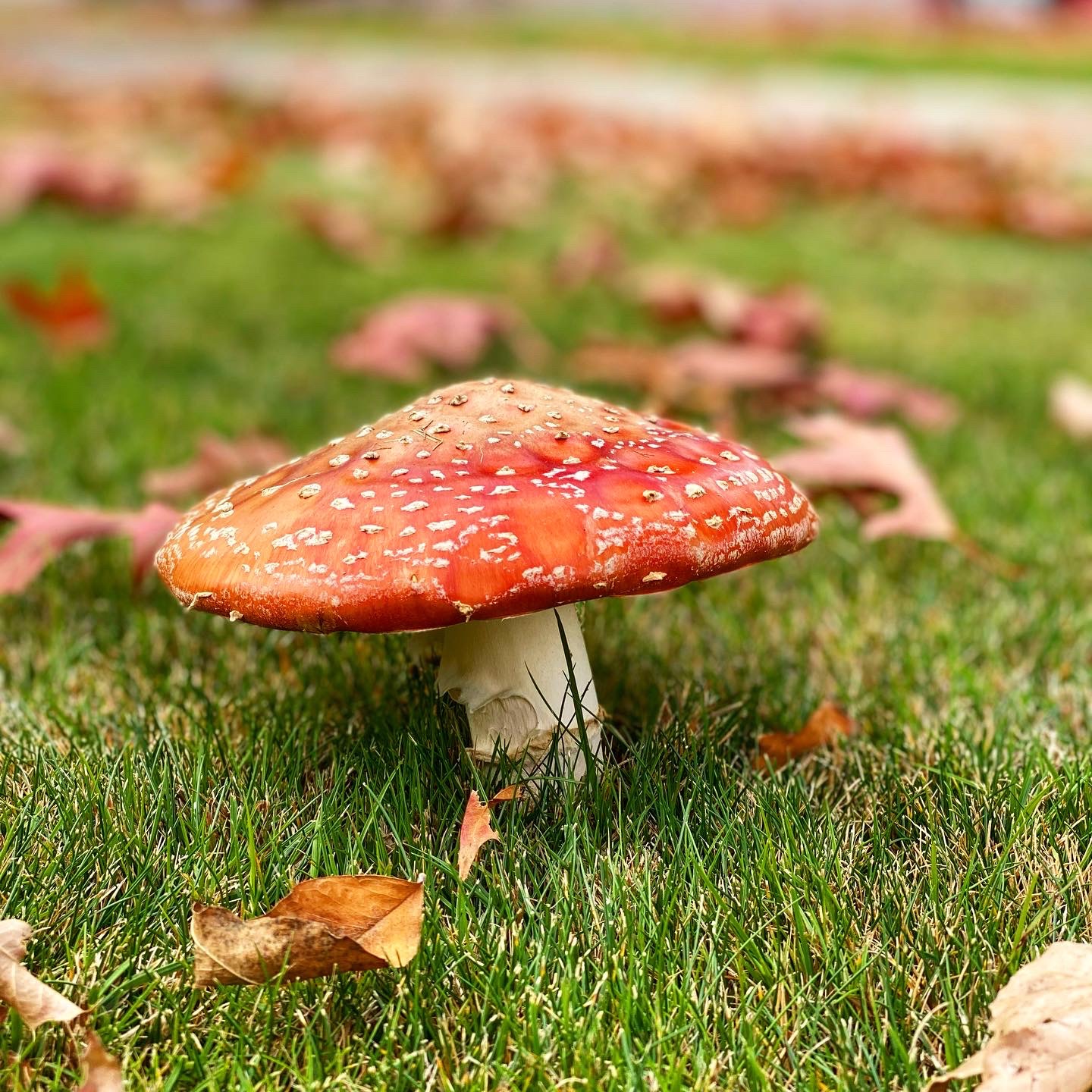 Red toadstool halfway open with brown and red leaves around it on green grass