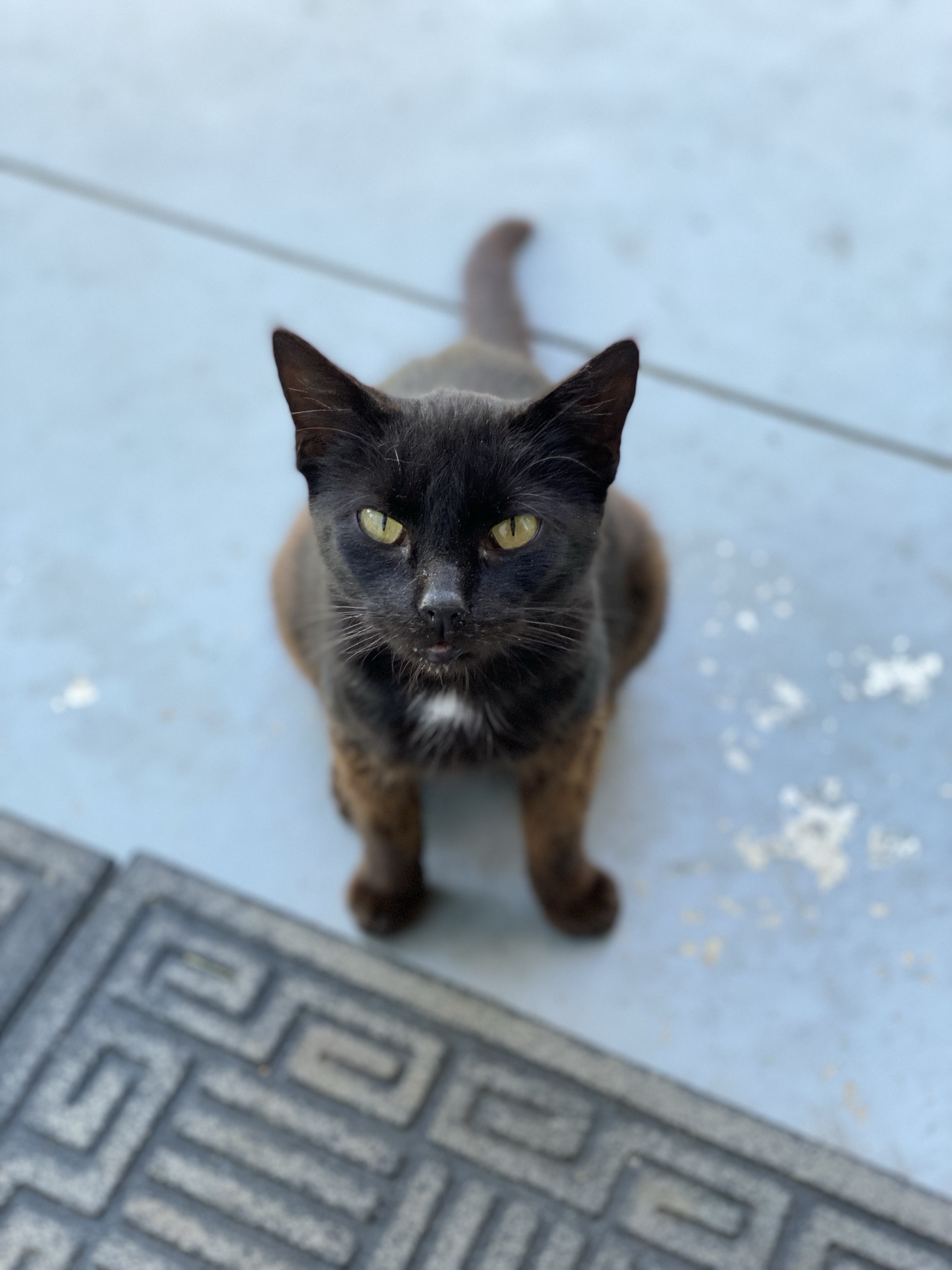 Star, a black stray kitten with green eyes and a white tuft of fur on her chest