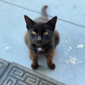 Star, a black stray kitten with green eyes and a white tuft of fur on her chest