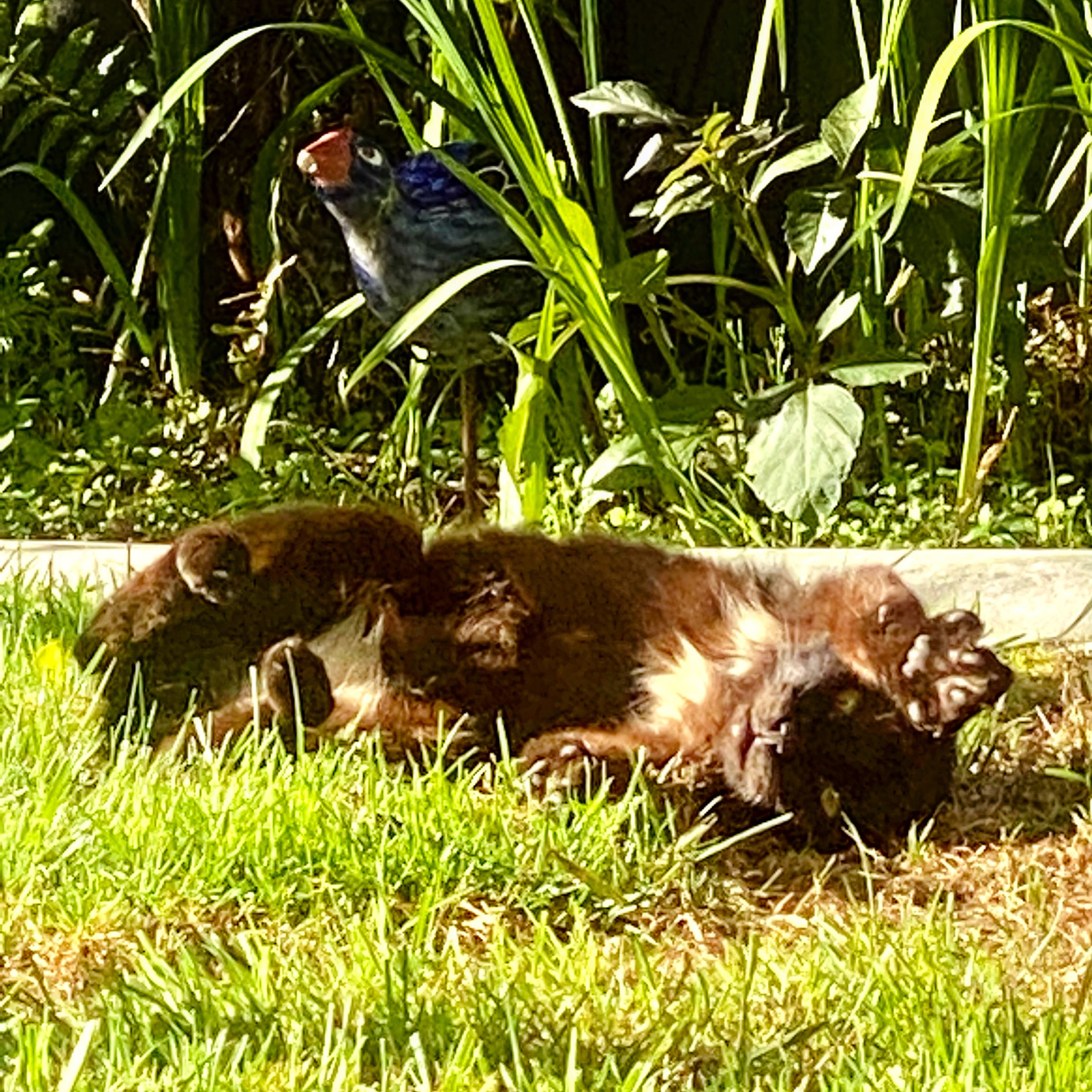 Star, the black cat, rolling around in the grass in the back yard