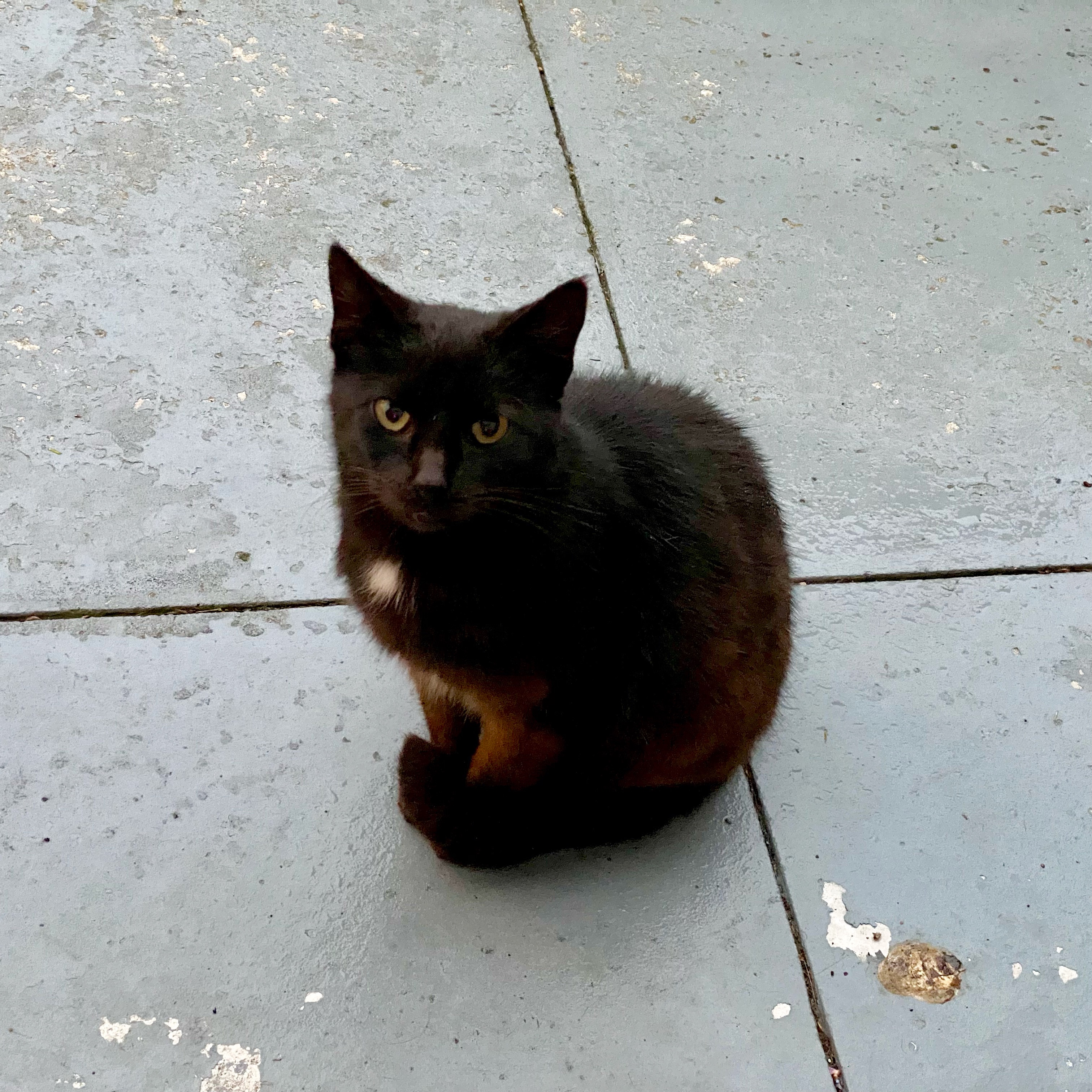 Star, the black cat, sits on the patio, looking cutely at the camera