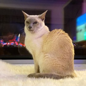 Sissy the lilac point Tonkinese cat sitting on a sheepskin rug in front of a flat-pane glass gas fireplace