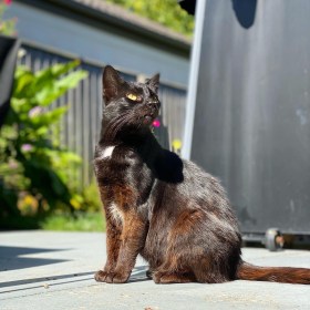 Star, the black cat, sits on the concrete and looks up at the door