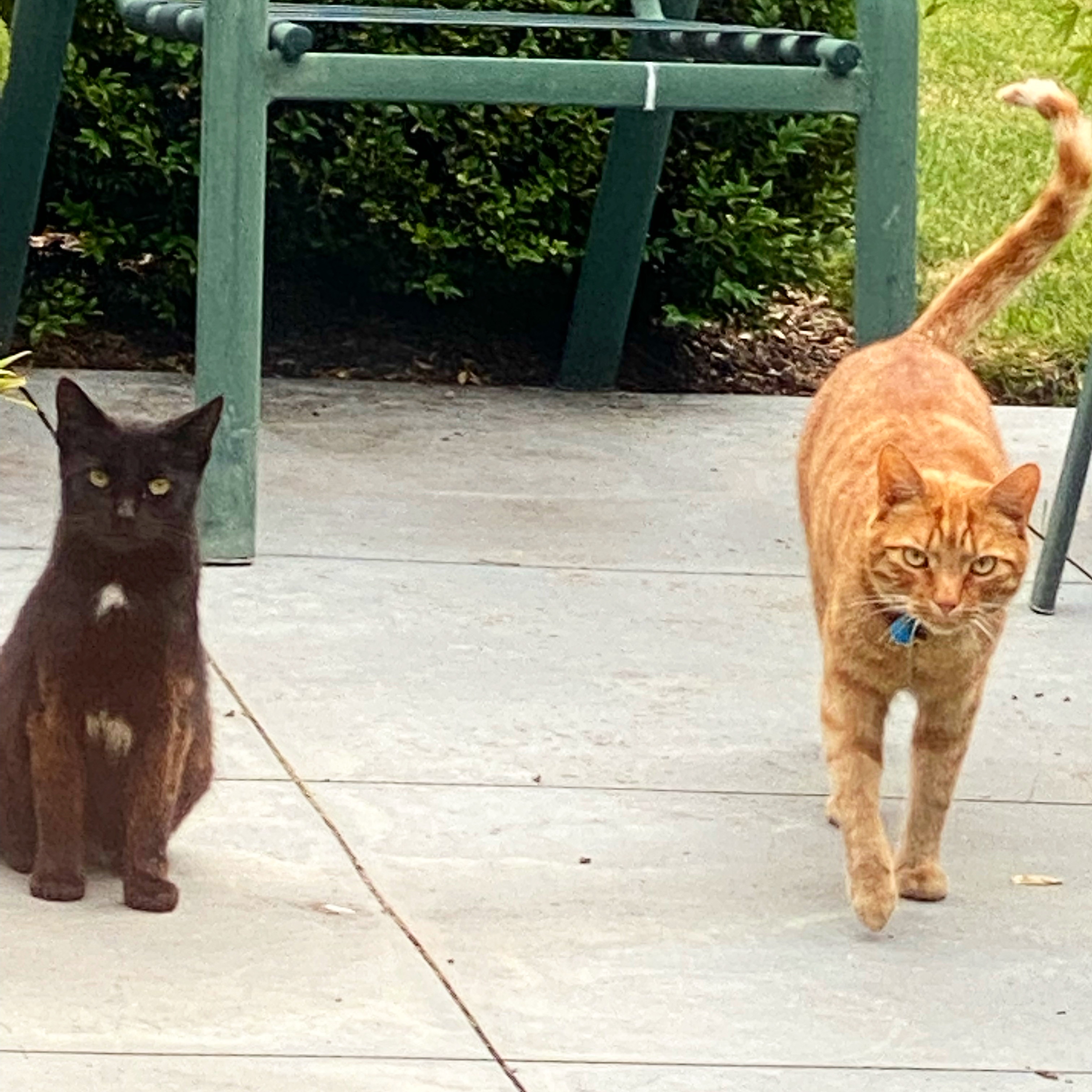 Star, the black cat with green eyes and a white star-shaped patch of fur on her chest, sits on the concrete while Jack, the ginger cat with orange eyes, walks towards the camera with his tail up in greeting